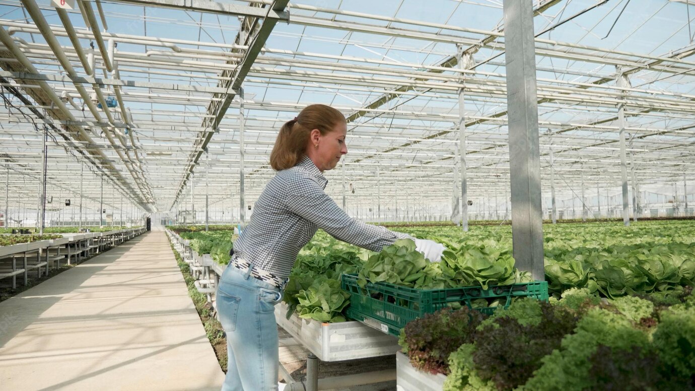 Agronomist Woman Harvesting Fresh Salads Working Vegetable Production Hydroponics Greenhouse Plantation Farmer Rancher Growing Healthy Nutrition Concept Agriculture 482257 31323