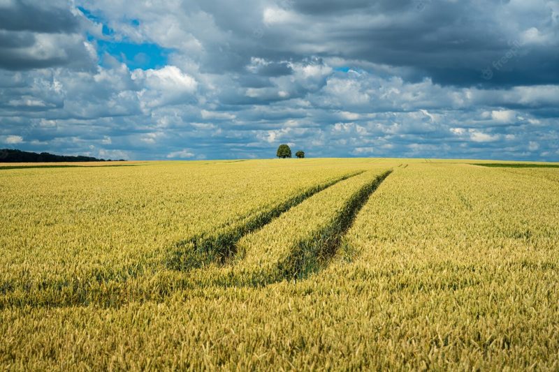 Barley grain field under the sky full of clouds Free Photo