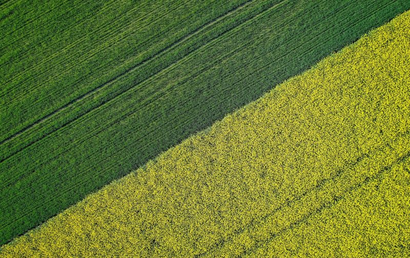 Beautiful agricultural half green half yellow grass field shot with a drone Free Photo