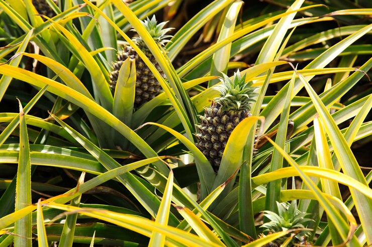 Beautiful Pineapple Plant South Africa During Daytime 181624 14231