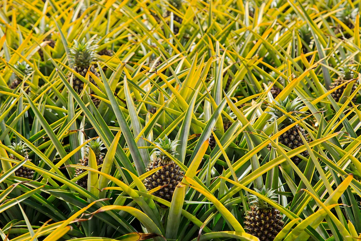 Beautiful Pineapple Plant South Africa During Daytime 181624 9593