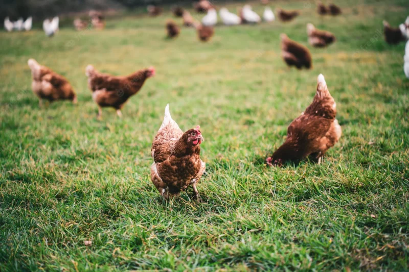 Beautiful shot of chickens on the grass in the farm on a sunny day Free Photo