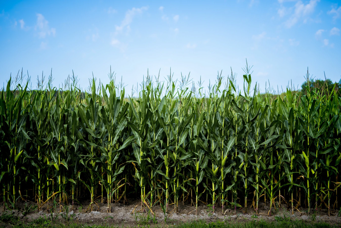 Beautiful Shot Cornfield With Blue Sky 181624 20783