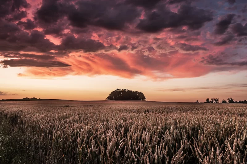 Beautiful shot of triticale field during sunset Free Photo