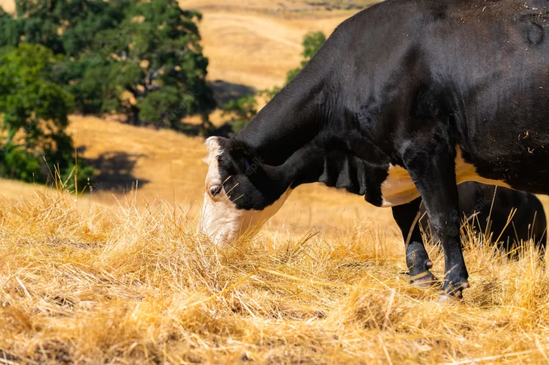 Black cow with white head pasturing in dry grassland – perfect for space Free Photo