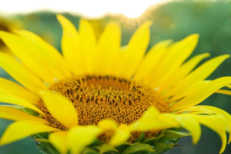 Bright sunflower, close up and selective focus Free Photo