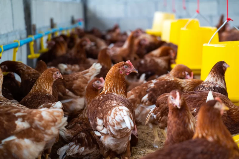 Brown chickens in farm Free Photo