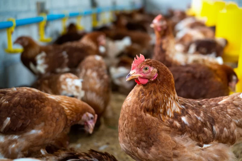 Brown hens in farm Free Photo