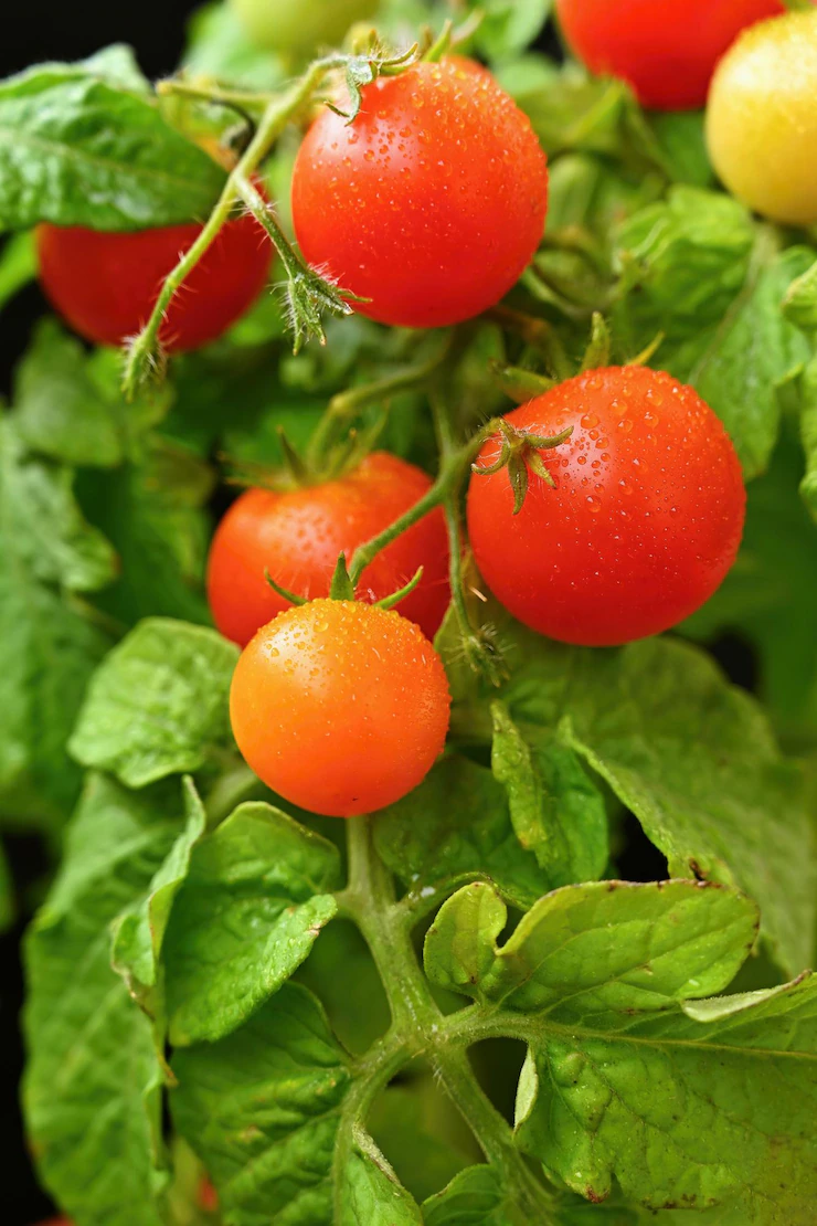 Cherry Bush Tomatoes Healthy Vegetables Healthy Food Beautiful Fresh Red Tomatoes Twig 1161 849