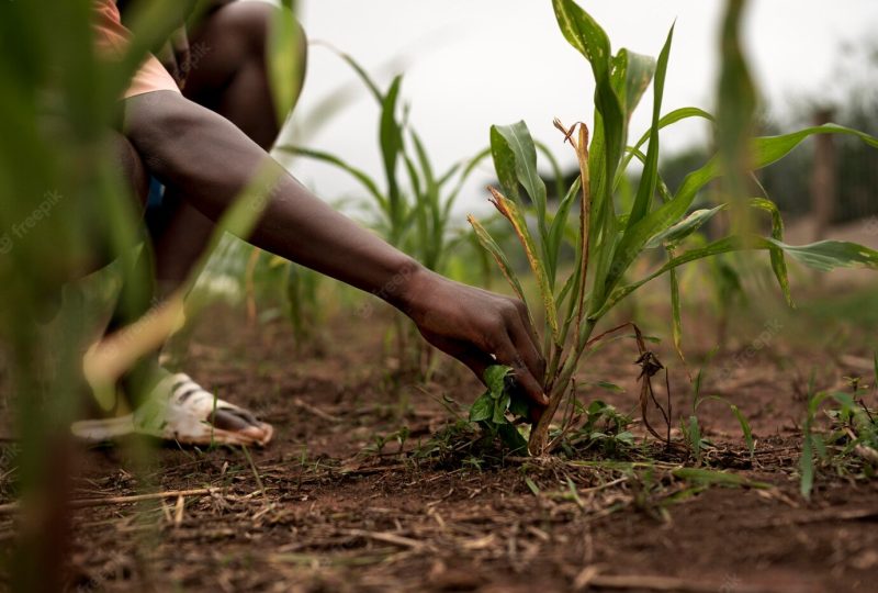 Close up farmer holding plants Free Photo