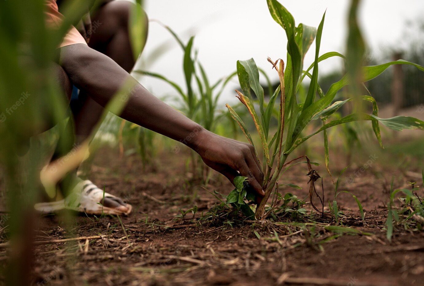 Close Up Farmer Holding Plants 23 2149142896