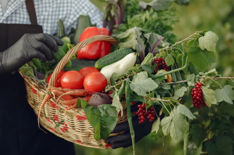 Close up of old farmer holding a basket of vegetables. the man is standing in the garden. senior in a black apron. Free Photo