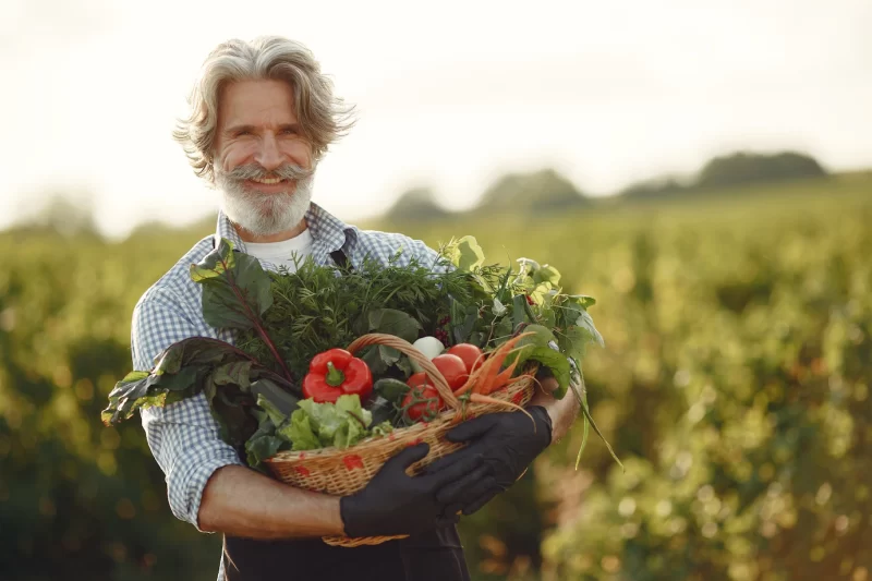 Close up of old farmer holding a basket of vegetables. the man is standing in the garden. senior in a black apron. Free Photo