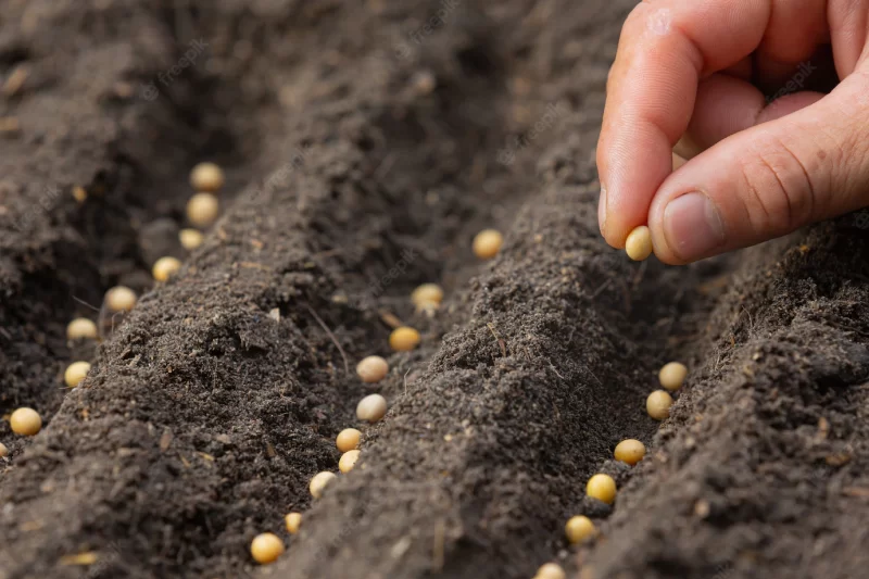 Close up picture of hand holding planting the seed of the plant Free Photo