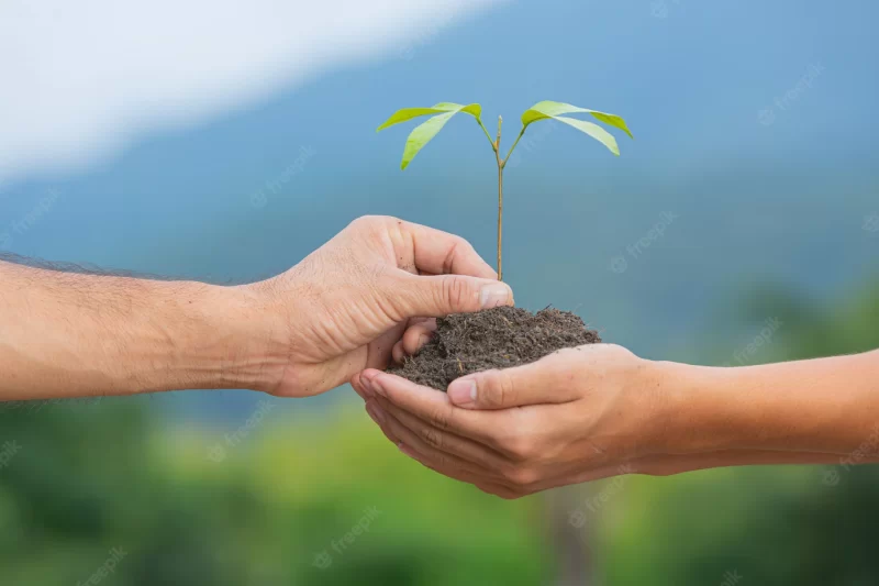 Close up picture of hand passing the sapling of the plant to another hand Free Photo