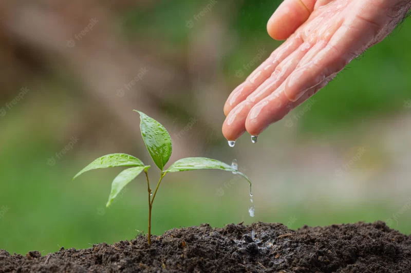 Close up picture of hand watering the sapling of the plant Free Photo