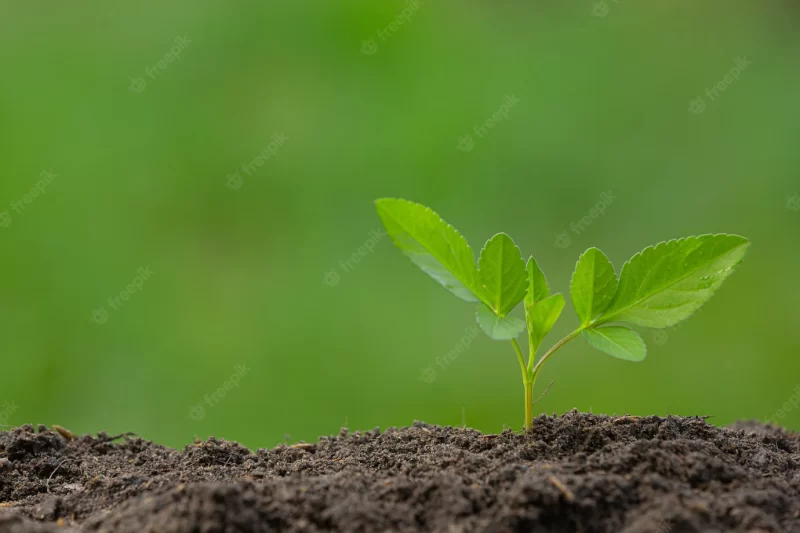 Close up picture of the sapling of the plant is growing Free Photo