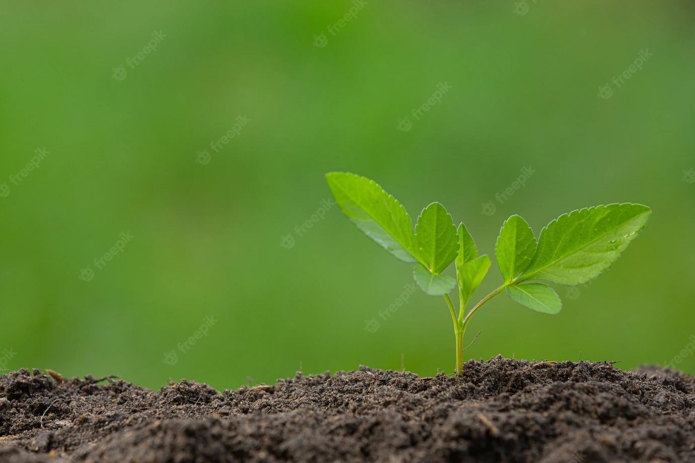 Close Up Picture Sapling Plant Is Growing 1150 28356