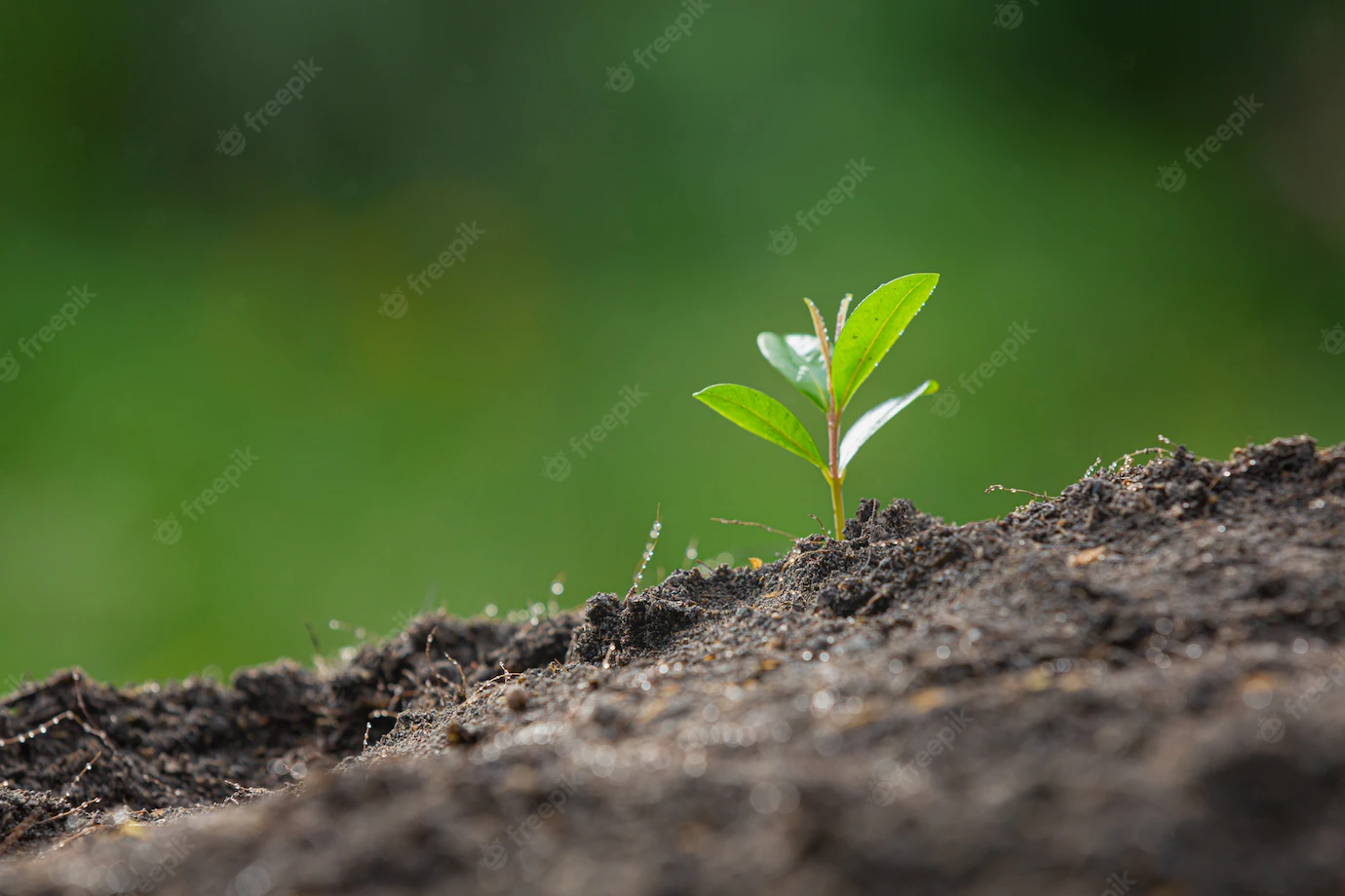 Close Up Picture Sapling Plant Is Growing 1150 28371