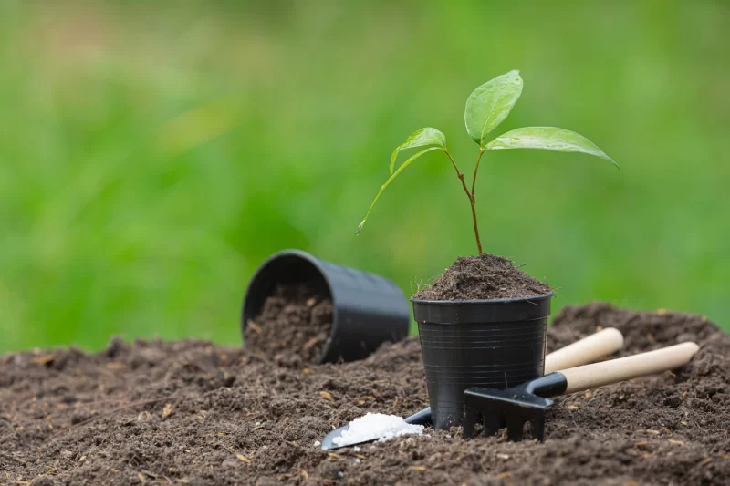 Close up picture of the sapling of the plant is growing Free Photo