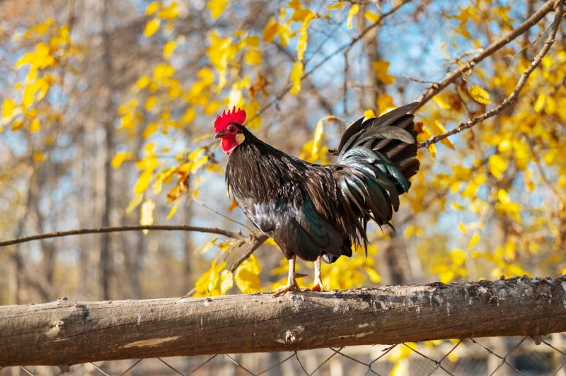 Close up rural farm growing birds Free Photo