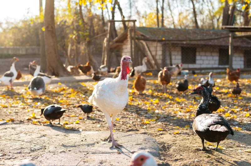 Close up rural farm growing birds Free Photo