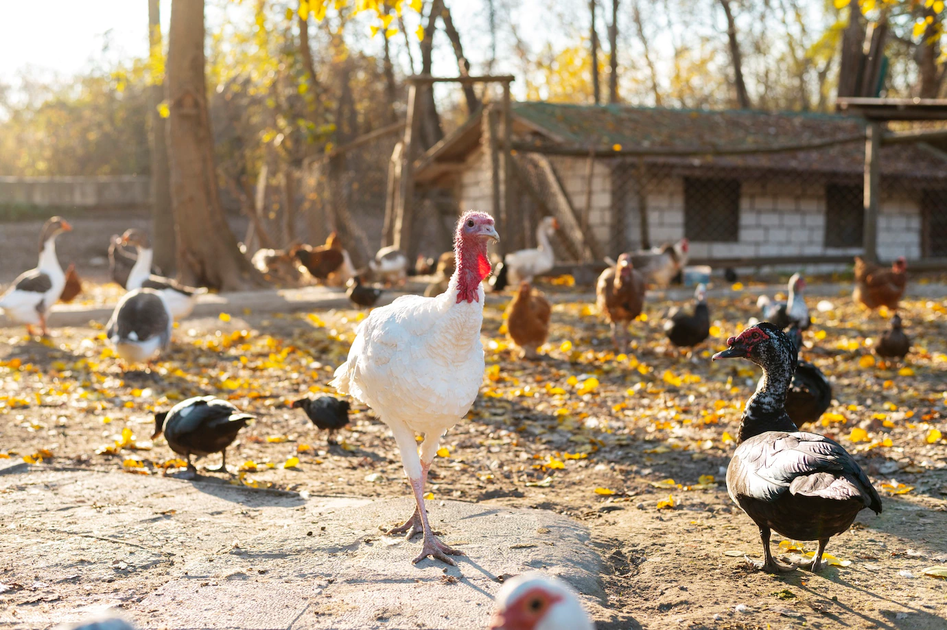 Close Up Rural Farm Growing Birds 23 2149232254