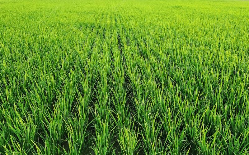 Closeup of rows of rice plants at a vast field Free Photo