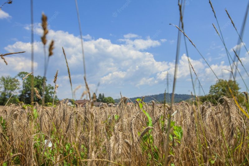 Closeup shot of an agricultural field on background of sky Free Photo