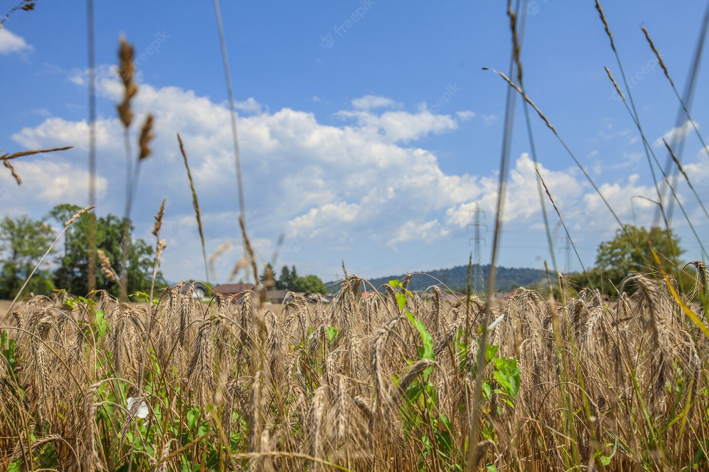 Closeup Shot Agricultural Field Background Sky 181624 40878