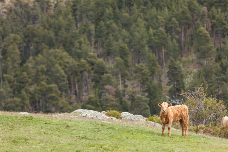 Closeup shot of cows in the field with a forest behind Free Photo