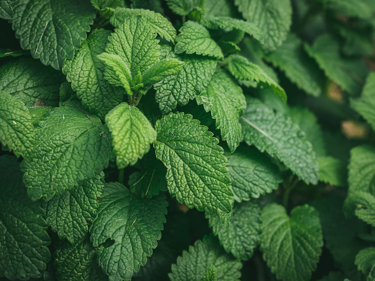 Closeup Shot Fresh Green Mint Plant Pot 181624 42386