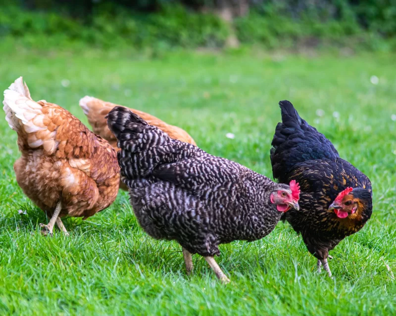 Closeup shot of a group of chickens grazing on a field Free Photo