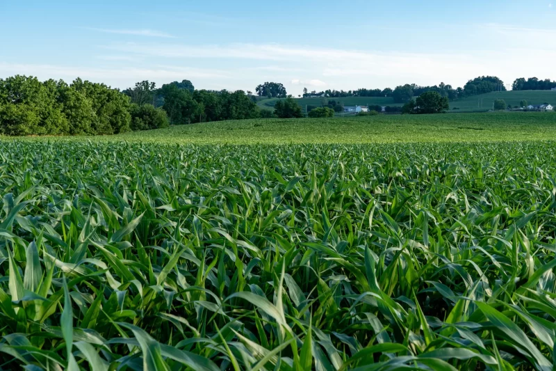 Closeup shot of a large green corn field Free Photo