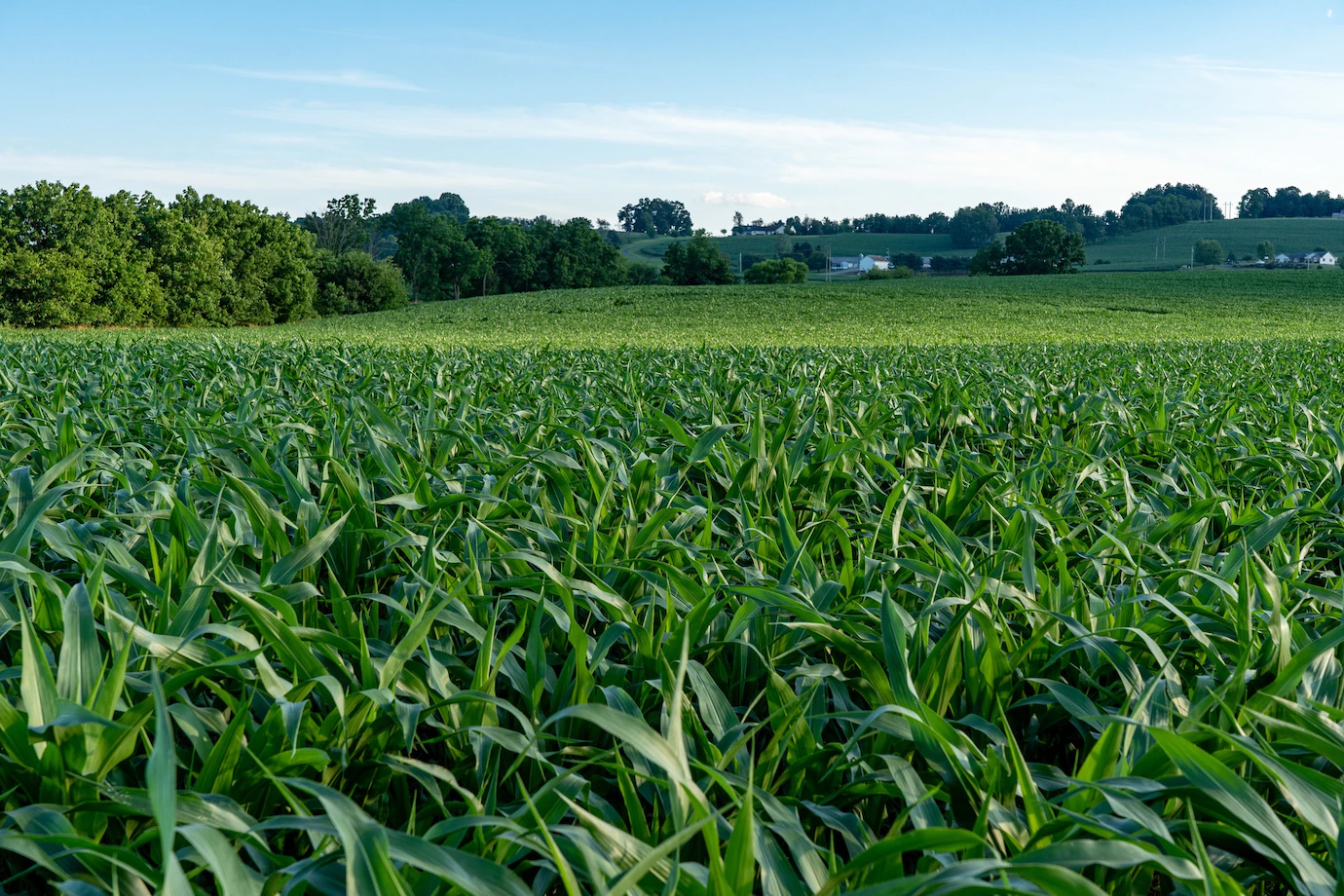 Closeup Shot Large Green Corn Field 181624 49668