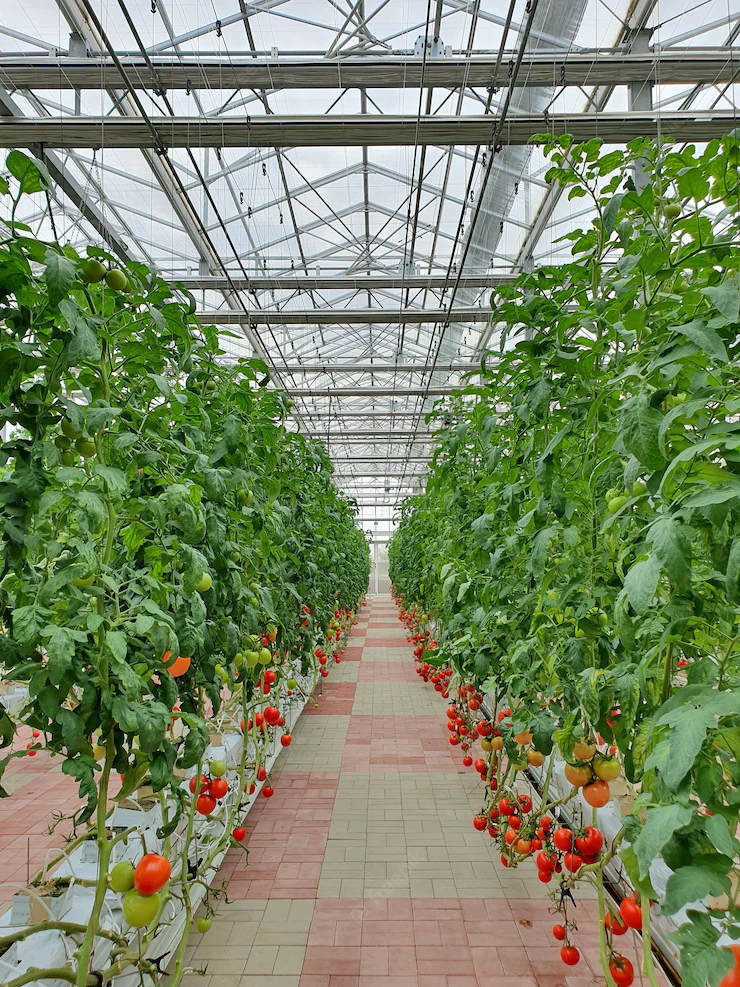 Colorful Tomatoes Vegetables Fruits Are Growing Indoor Farm Vertical Farm 181624 45246