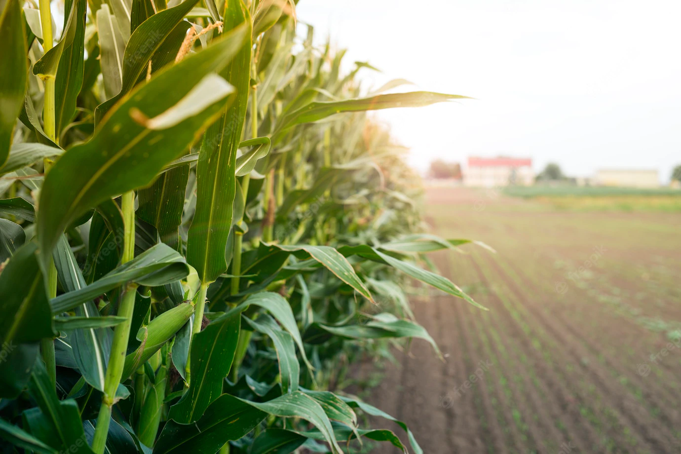 Corn Field Sunset 342744 576