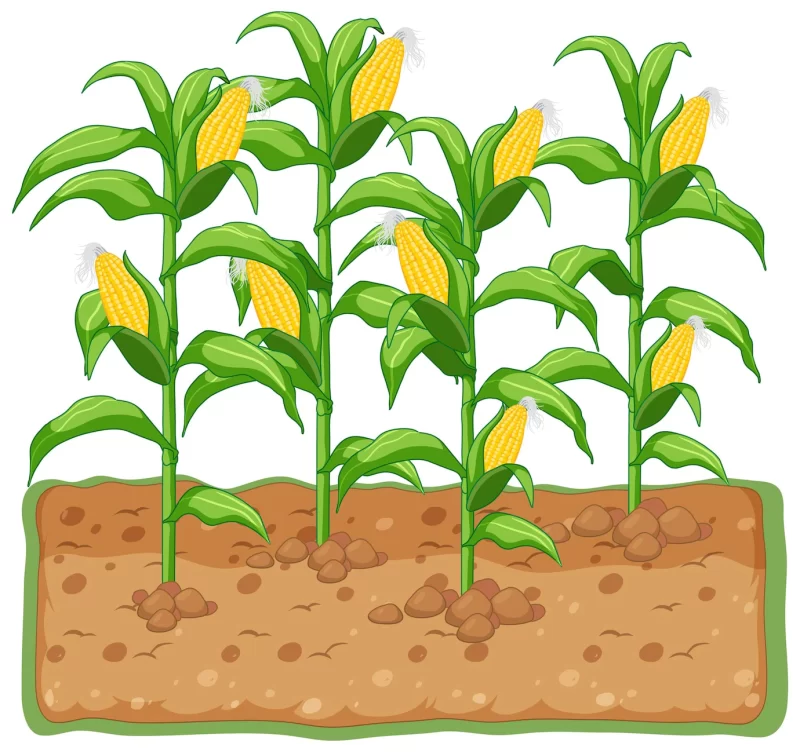 Corn plant growing with soil cartoon Free Vector