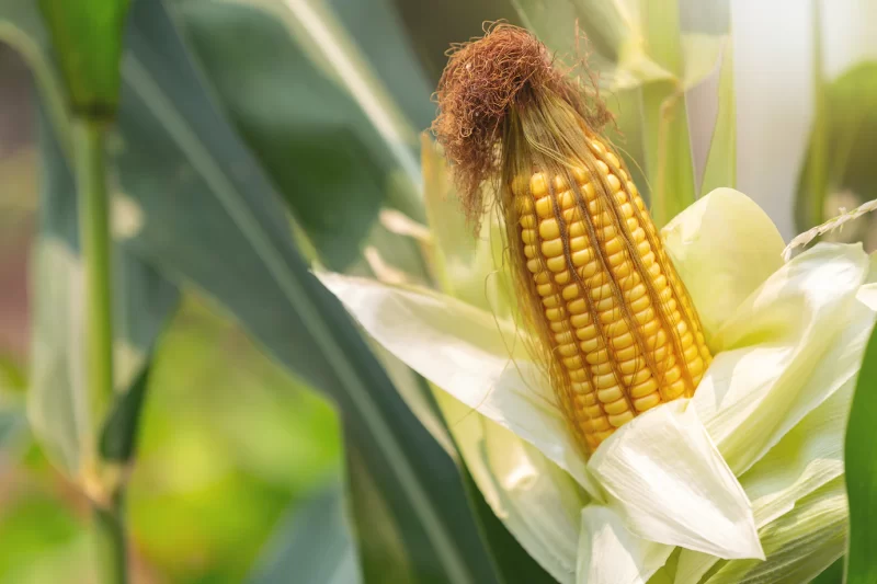 Corn on the stalk ready to harvest in the field. Free Photo