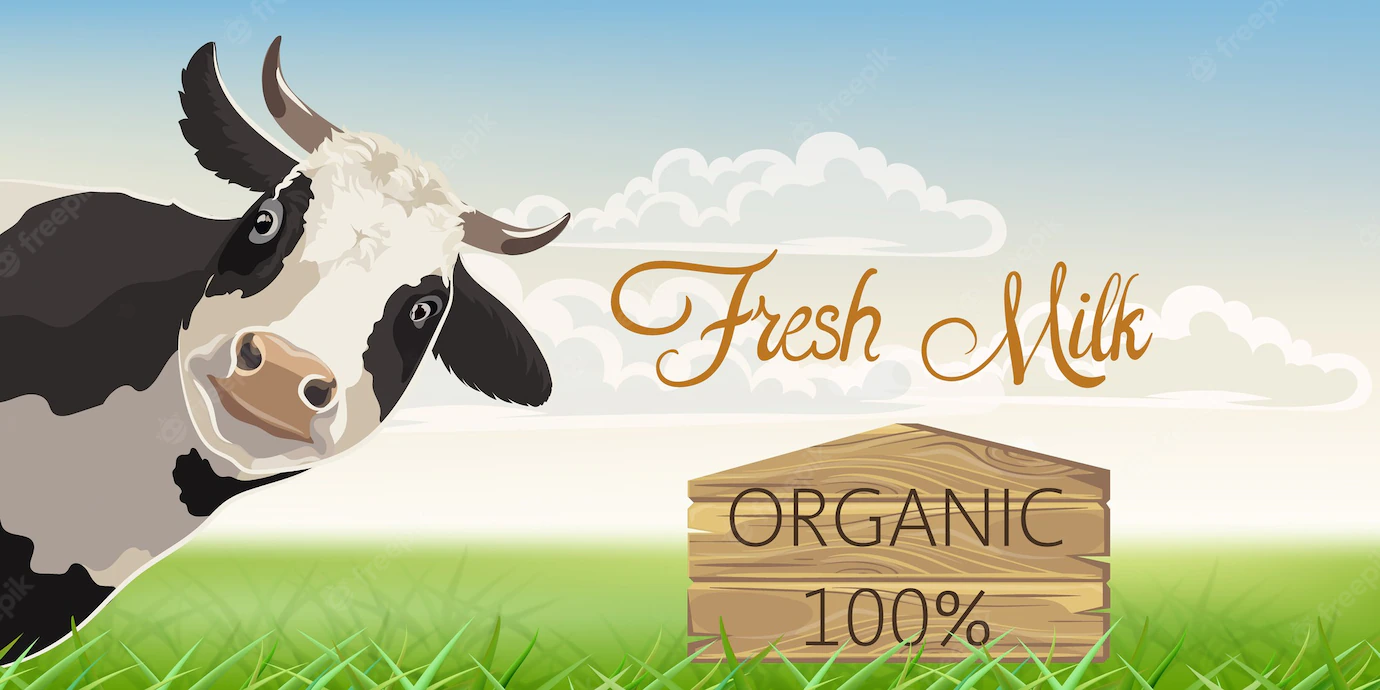 Cow With Black Spots With Meadow Background Organic Fresh Milk 1268 15852