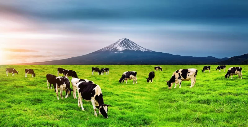 Cows eating lush grass on the green field in front of Fuji mountain, japan. Free Photo