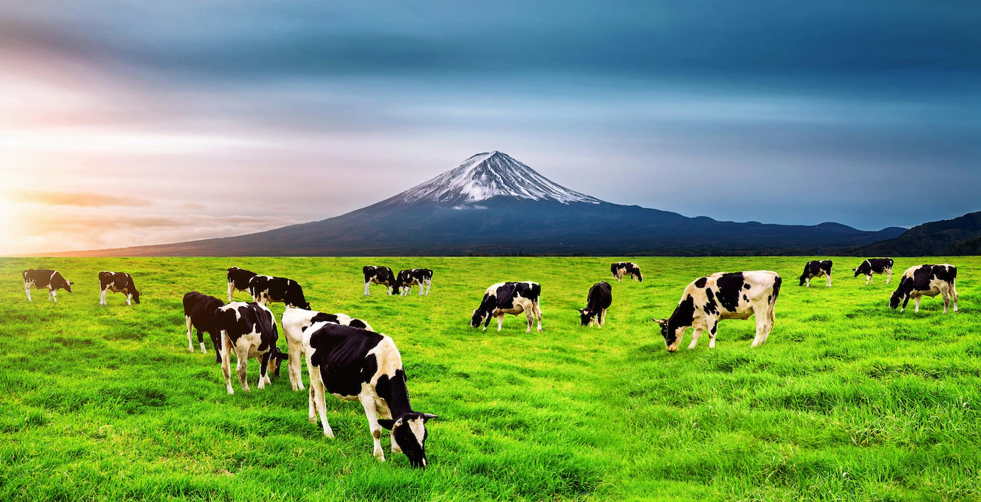 Cows Eating Lush Grass Green Field Front Fuji Mountain Japan 335224 101