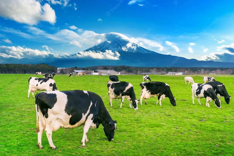 Cows eating lush grass on the green field in front of Fuji mountain, japan. Free Photo