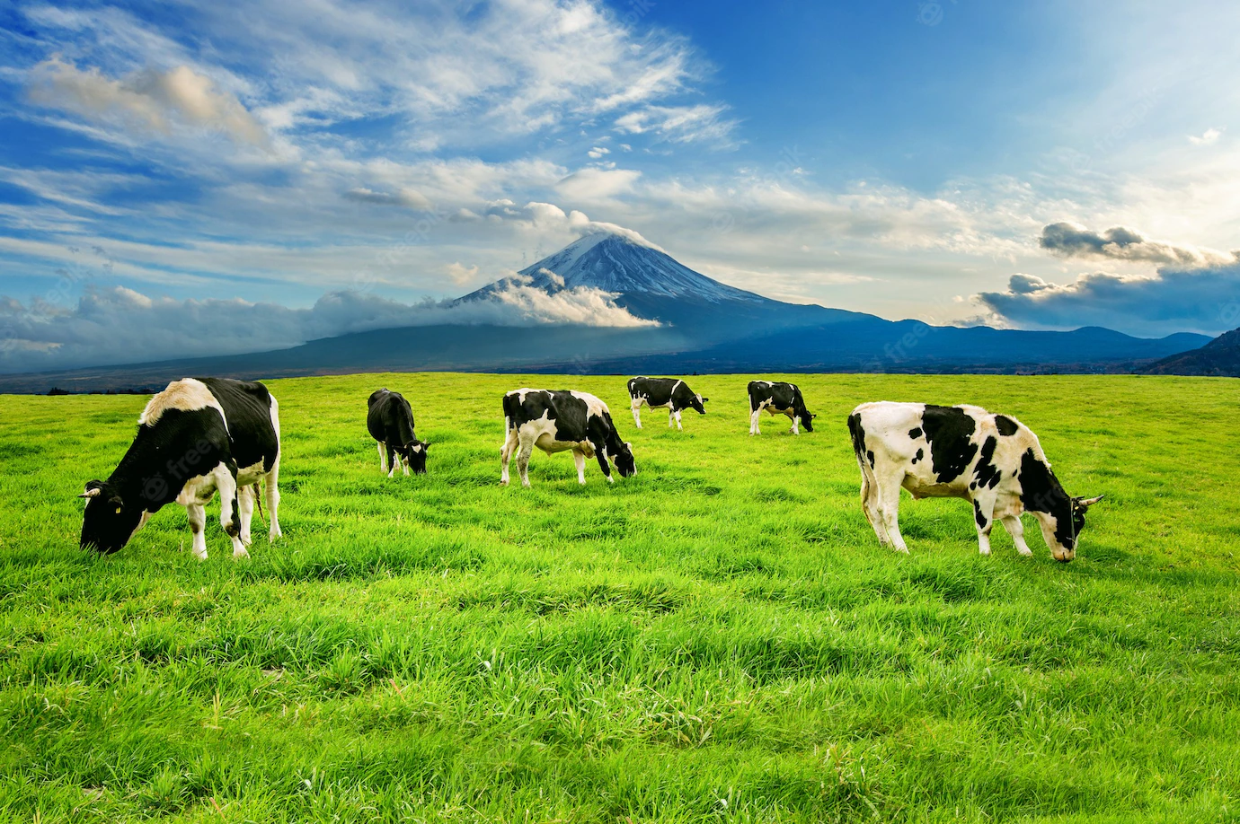 Cows Eating Lush Grass Green Field Front Fuji Mountain Japan 335224 36