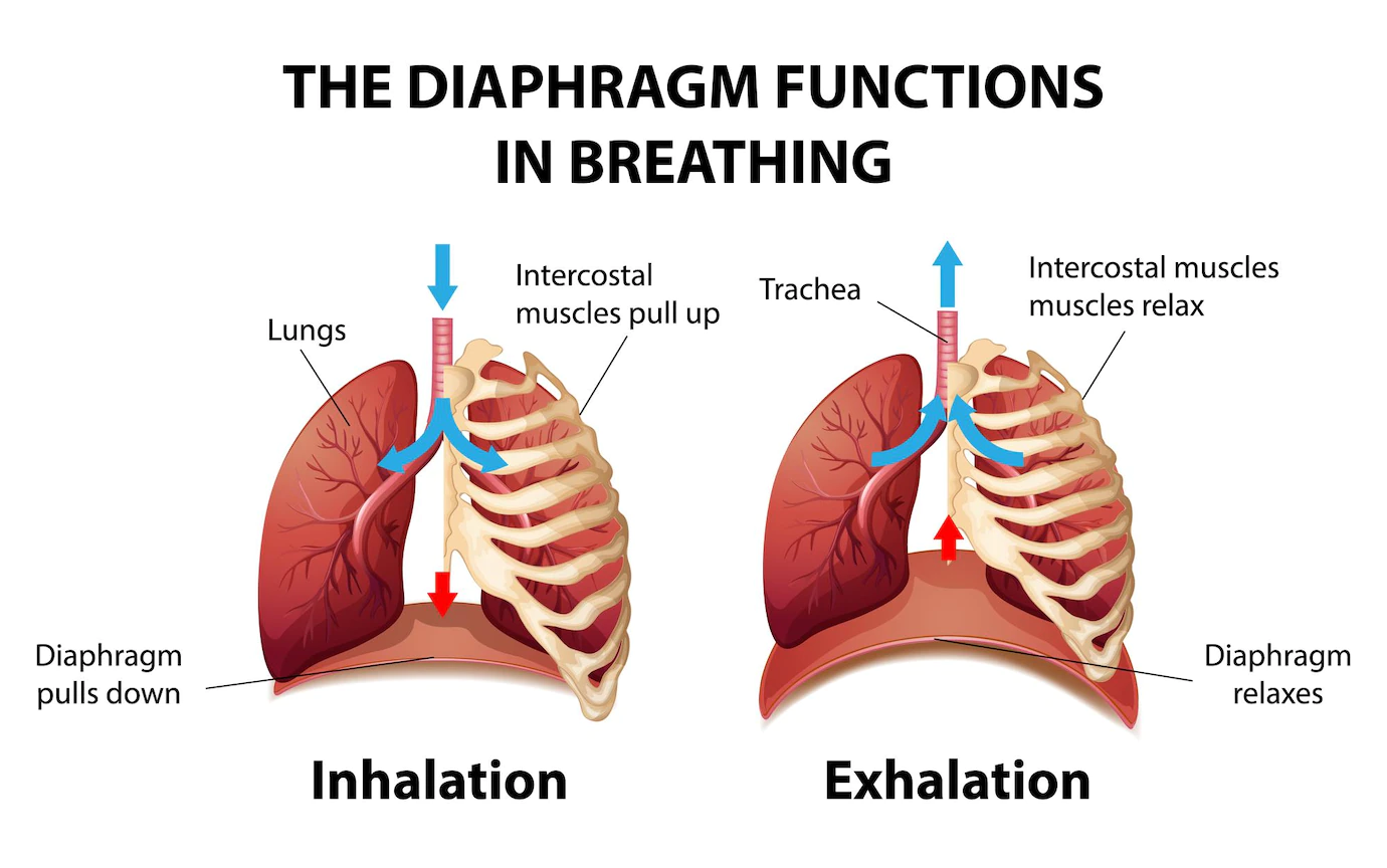 Diaphragm Functions Breathing 1308 64803