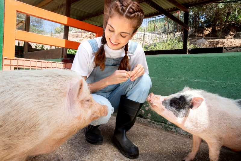 Female farmer feeding the pigs Free Photo