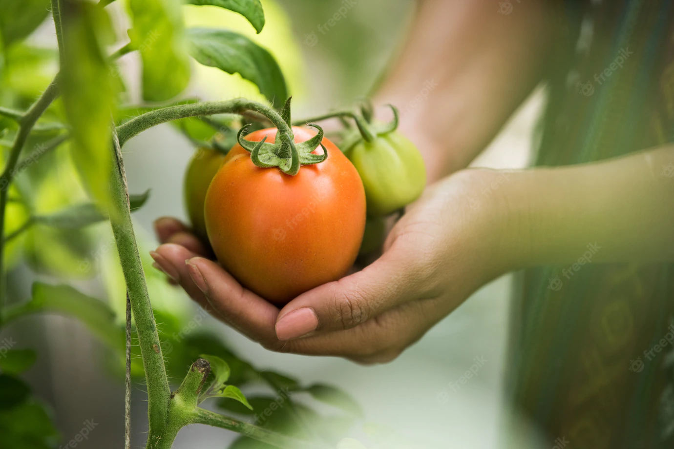 Female Hand Holding Tomato Organic Farm 1150 6775