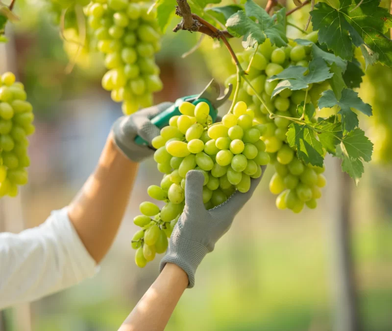 Female wearing overalls and collecting grapes in a vineyard. Free Photo