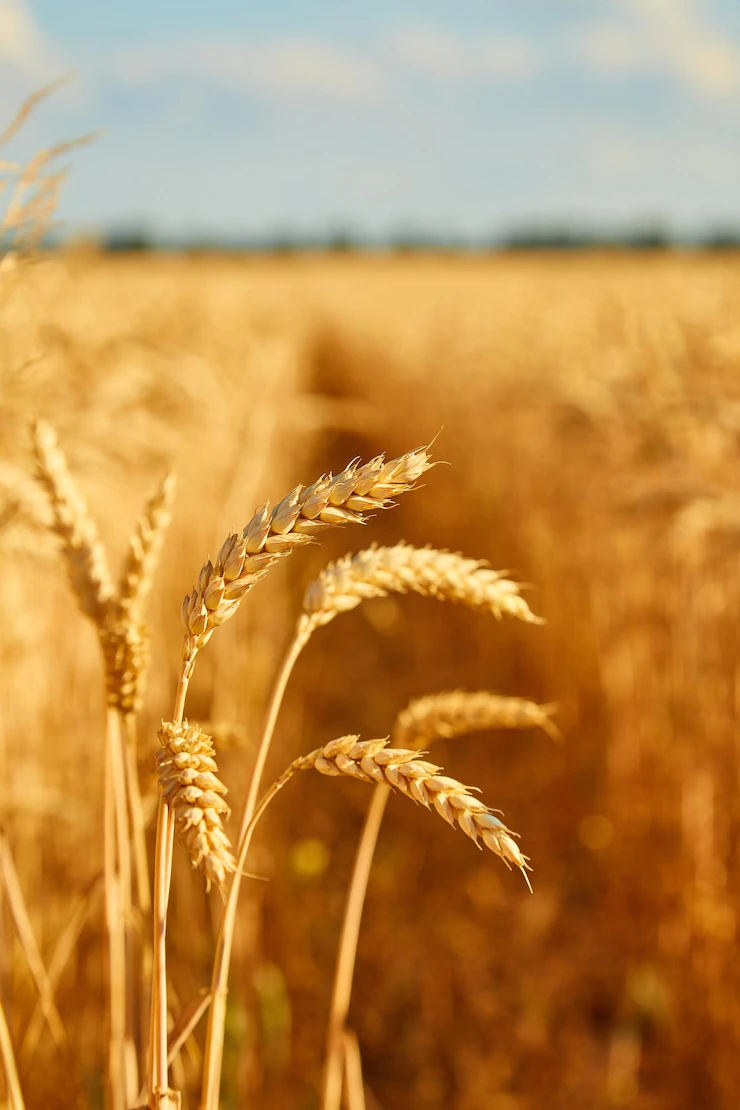 Field With Spikelets Close Up Background With Wheat Spikelets 661209 259