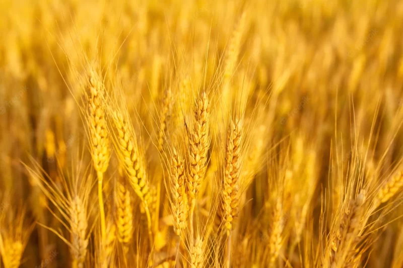 Field with spikelets close up background with wheat spike-lets Free Photo